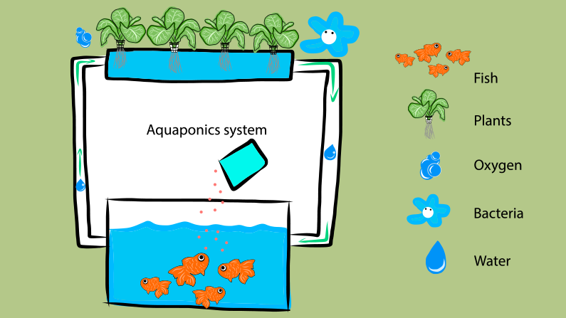 Understanding Aquaponics and Hydroponics